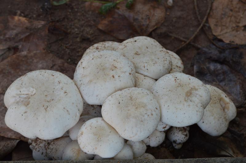 post-237730-0-07250000-1434448841_thumb.