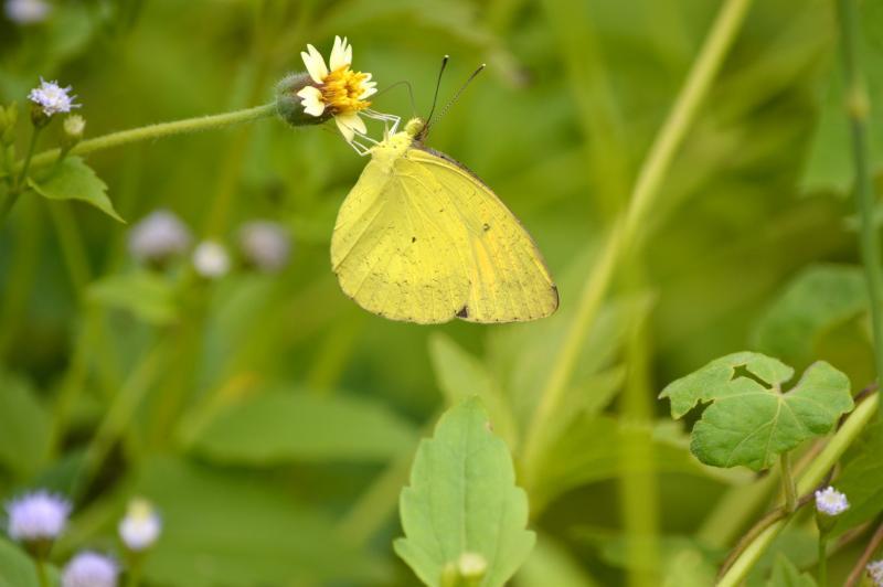 post-237730-0-11181300-1434871770_thumb.