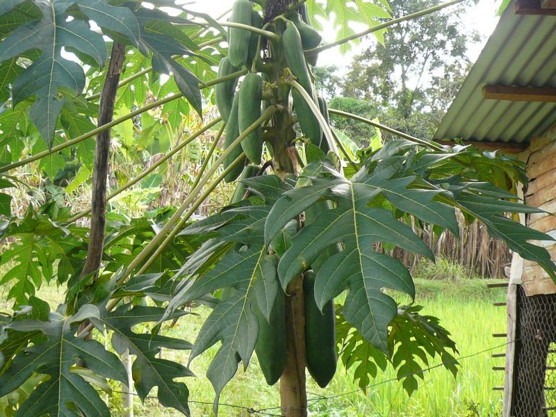 post-237730-0-13182700-1434448075_thumb.