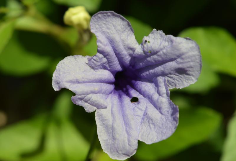 post-237730-0-19255500-1434089598_thumb.