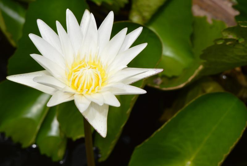 post-237730-0-20697400-1433667807_thumb.