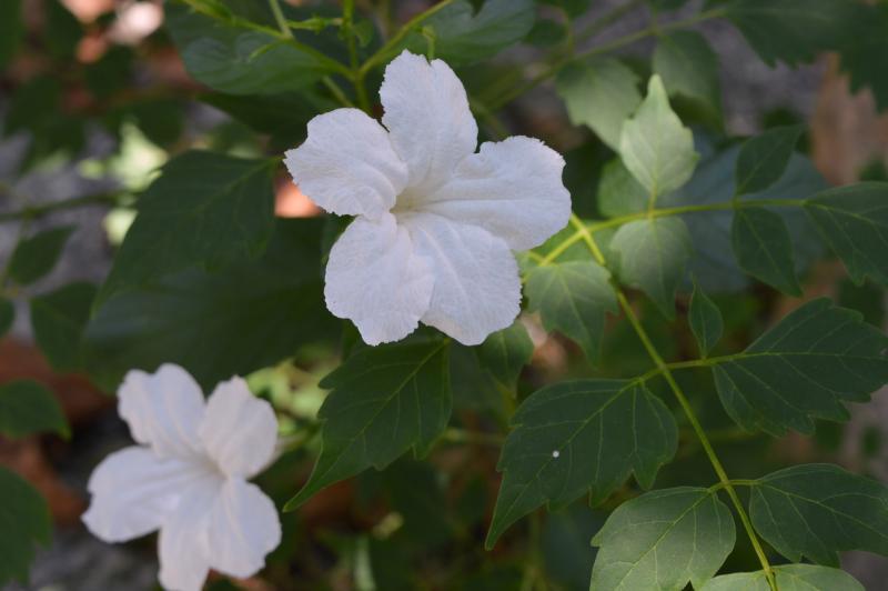 post-237730-0-23797400-1434089630_thumb.