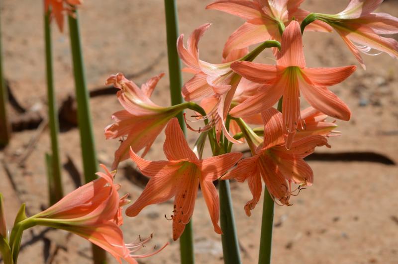 post-237730-0-26890500-1434347076_thumb.