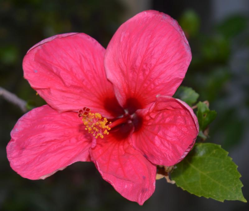 post-237730-0-37816200-1433167954_thumb.