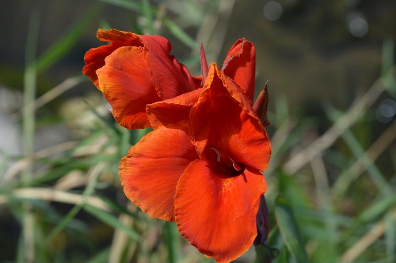 post-237730-0-47393100-1435565117_thumb.