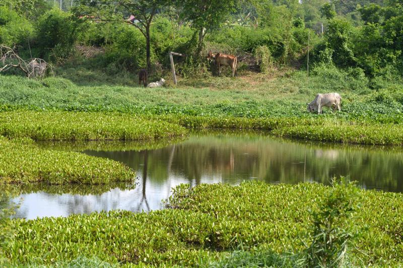 post-237730-0-48290300-1434347679_thumb.