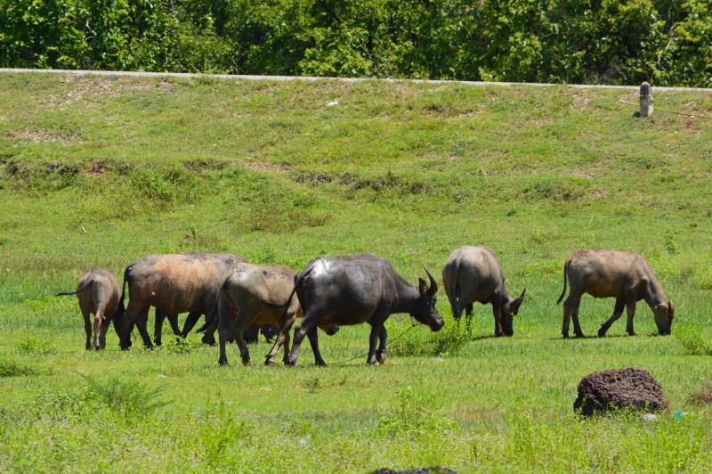 post-237730-0-55393800-1434189368_thumb.