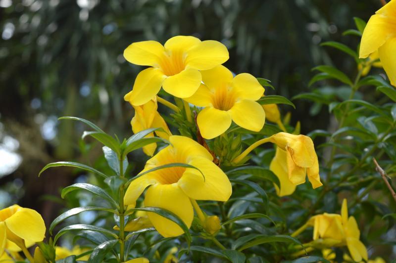 post-237730-0-63054500-1435565075_thumb.