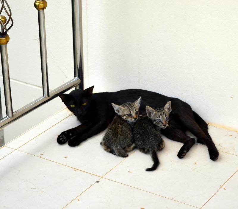 post-237730-0-64024200-1433580507_thumb.