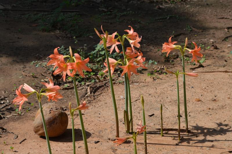 post-237730-0-66048600-1434346681_thumb.