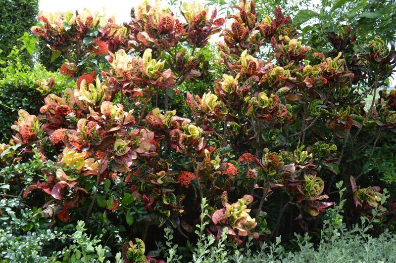 post-237730-0-67390900-1433324671_thumb.