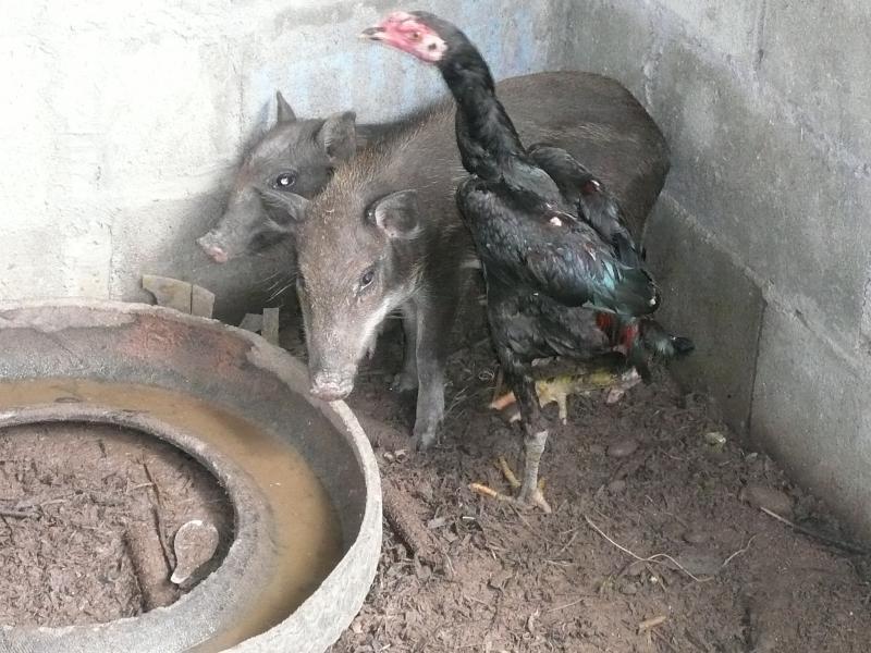 post-237730-0-68800400-1434448108_thumb.