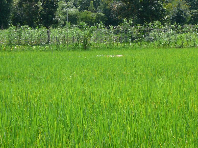 post-237730-0-73389000-1434448008_thumb.