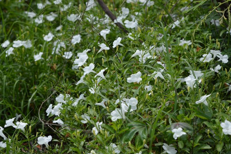 post-237730-0-78579400-1434609416_thumb.