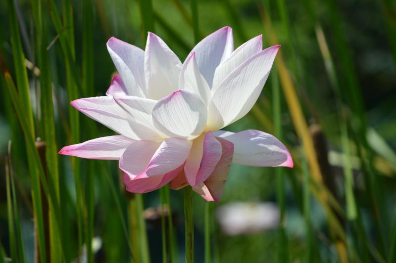 post-237730-0-81791900-1434699550_thumb.