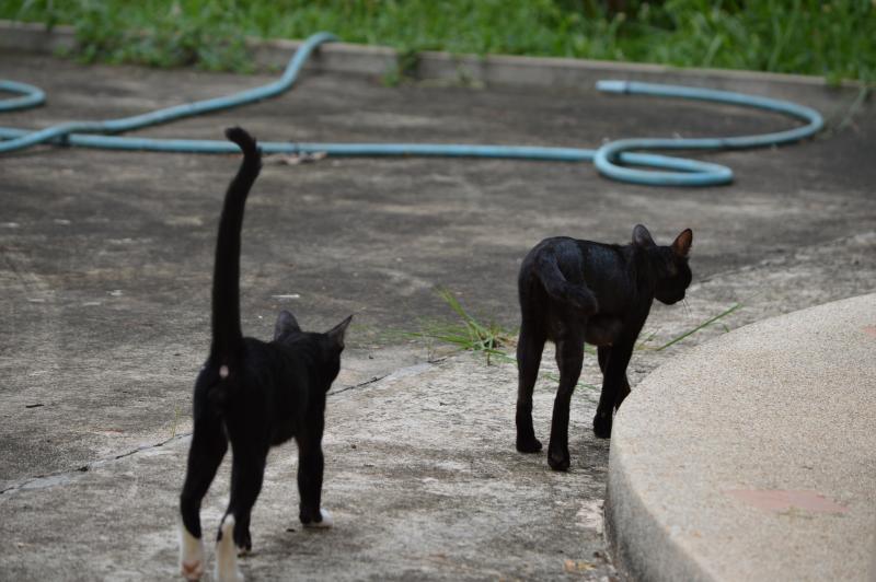 post-237730-0-82264000-1434452072_thumb.