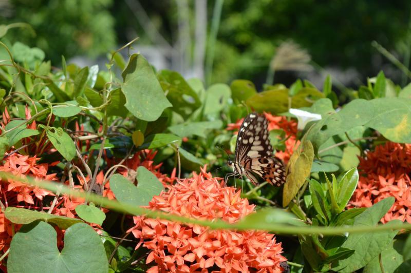 post-237730-0-92706400-1433313225_thumb.