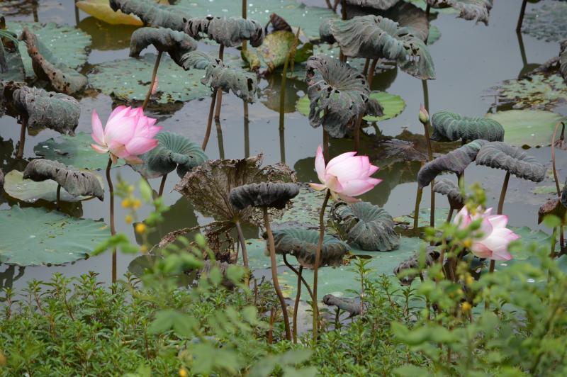 post-237730-0-94631100-1434450904_thumb.