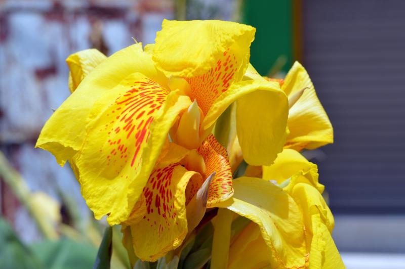 post-237730-0-94896500-1433667854_thumb.