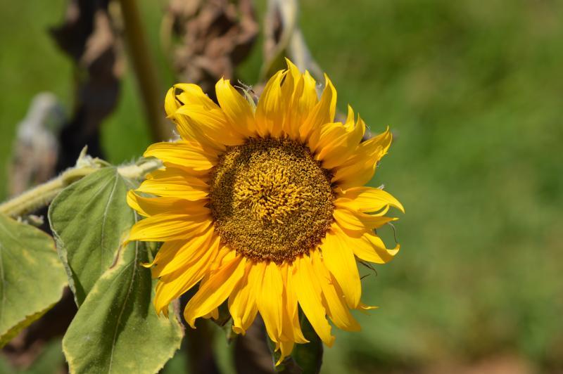 post-237730-0-98343300-1434765904_thumb.