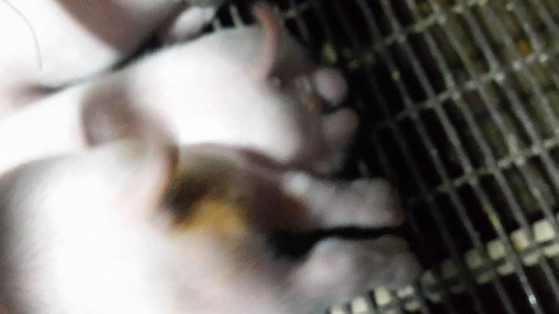 post-239528-0-36648100-1435357128_thumb.
