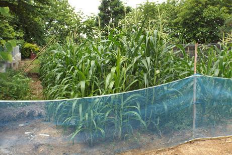 post-32351-0-52876200-1433994225_thumb.j