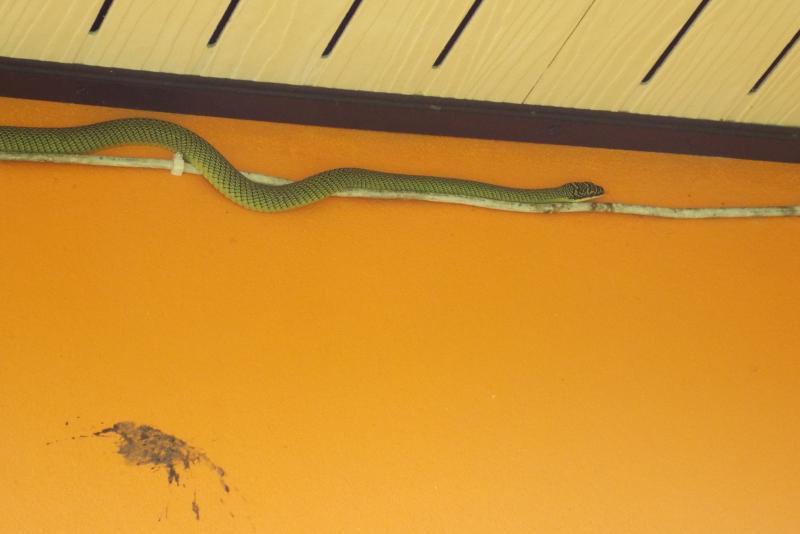 post-32351-0-93703800-1434860054_thumb.j