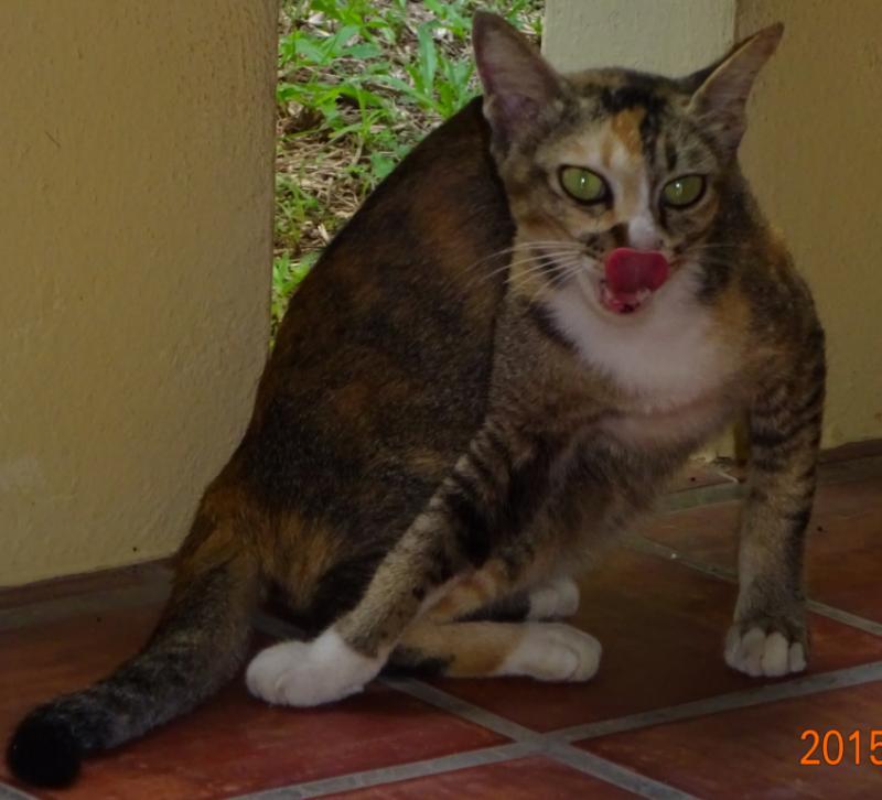 post-35489-0-07056100-1434983321_thumb.j