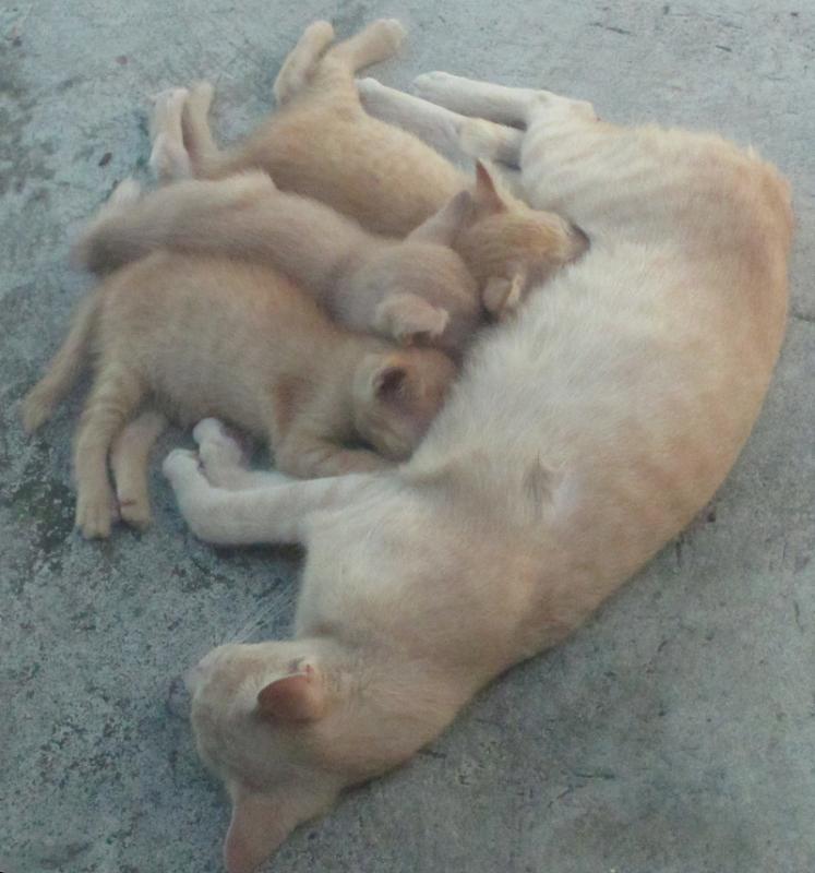 post-35489-0-29487100-1433867288_thumb.j