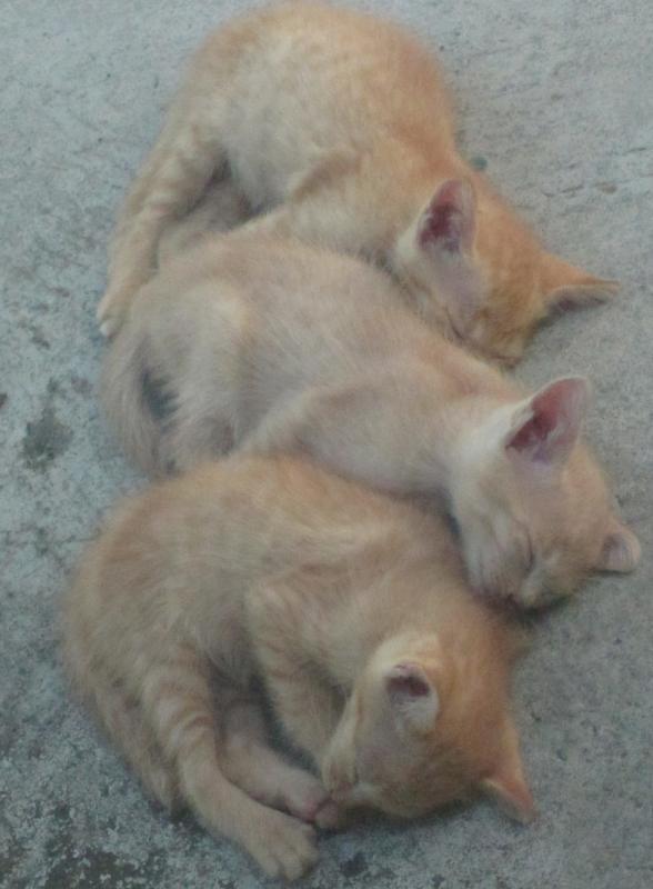 post-35489-0-41633400-1433867310_thumb.j