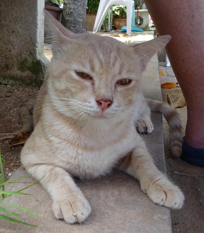 post-35489-0-90605000-1435343461_thumb.j