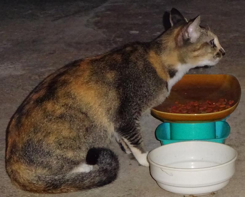 post-35489-0-93475100-1434217775_thumb.j