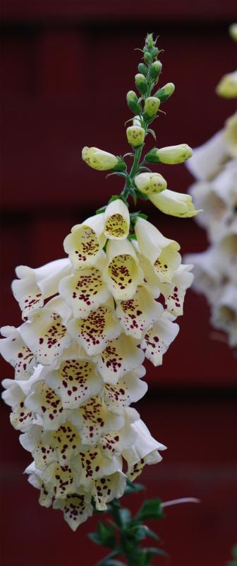 post-43222-0-97701400-1435602977_thumb.j