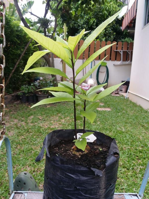 post-55492-0-72908900-1435031926_thumb.j