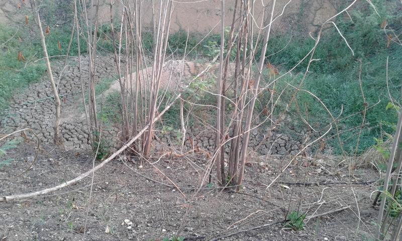 post-63954-0-00948300-1434116696_thumb.j