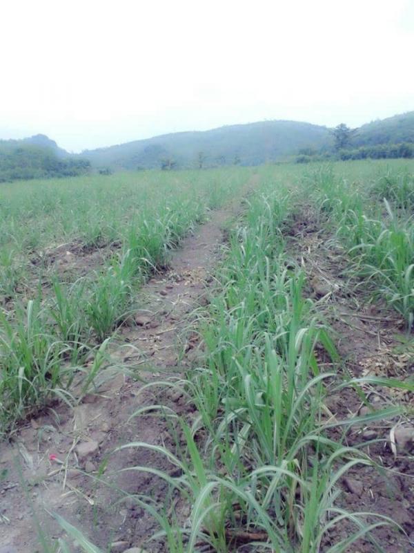 post-80031-0-18206600-1433208783_thumb.j