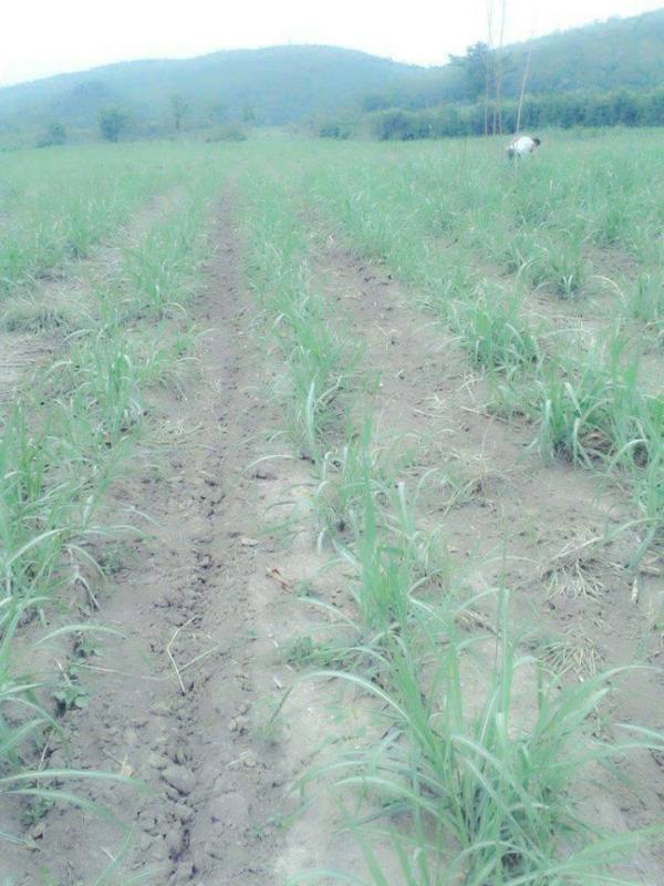 post-80031-0-41851900-1433208817_thumb.j