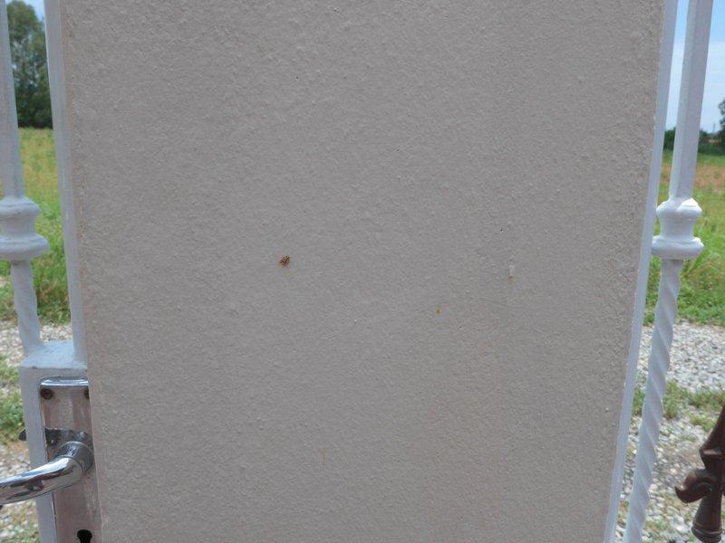 post-9958-0-48601400-1435470630_thumb.jp