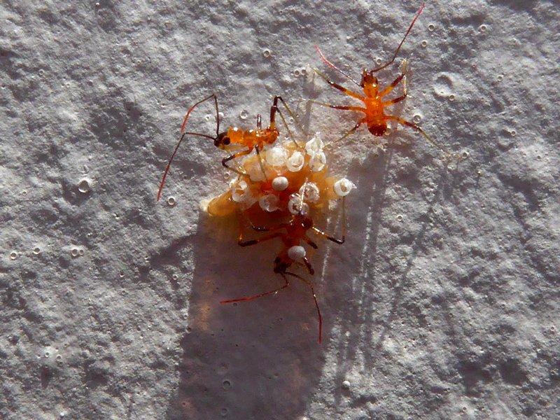 post-9958-0-51753100-1435470646_thumb.jp