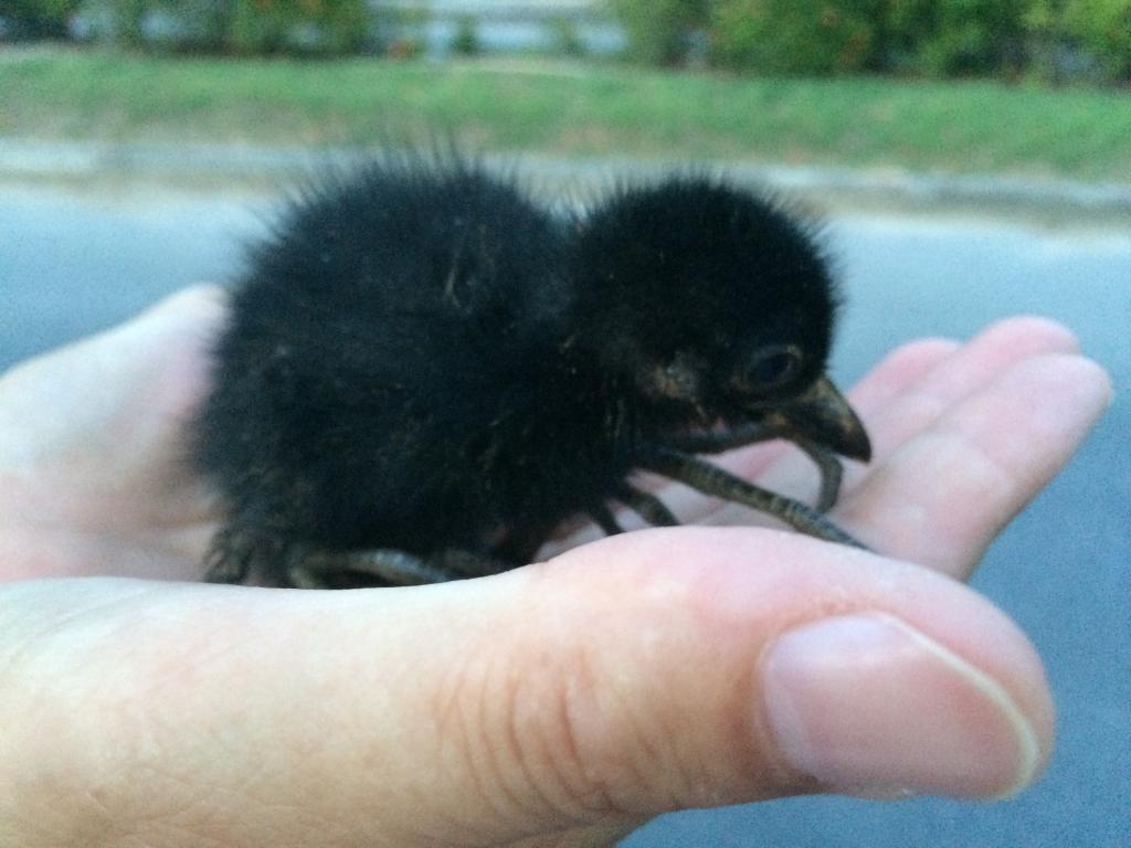 post-104254-0-67172000-1466689997_thumb.