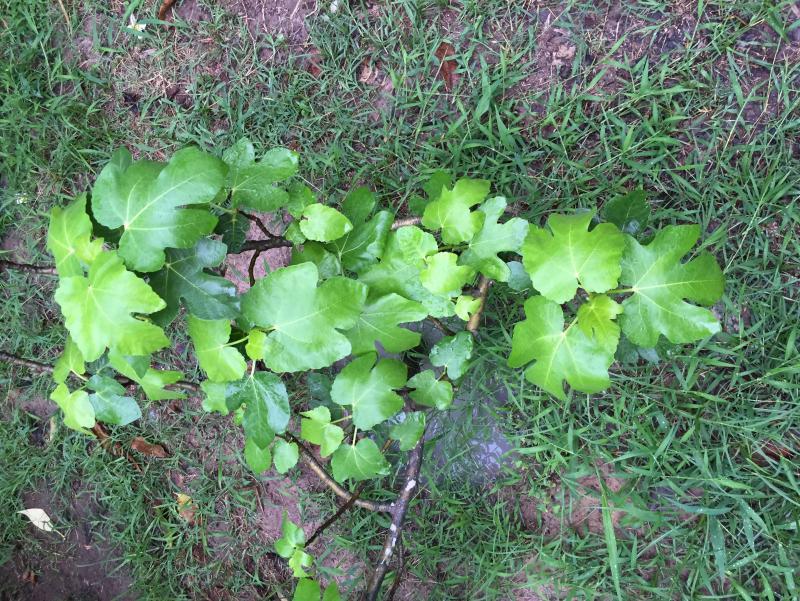 post-14625-0-91900400-1464757298_thumb.j