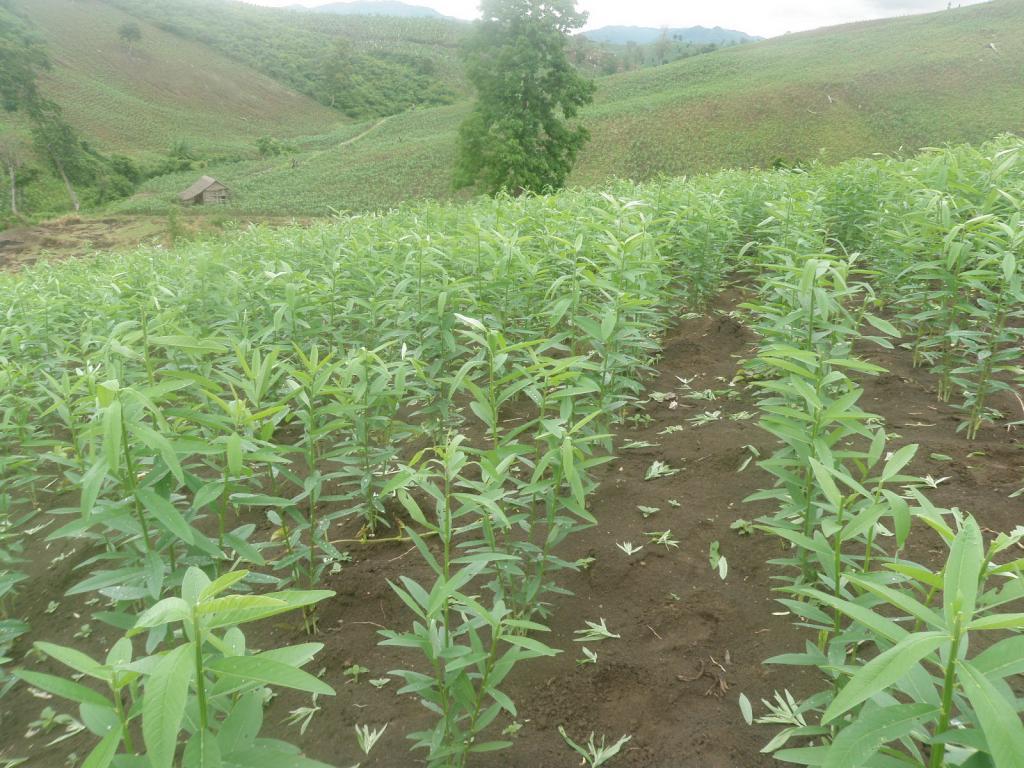 post-162586-0-49667600-1467013145_thumb.