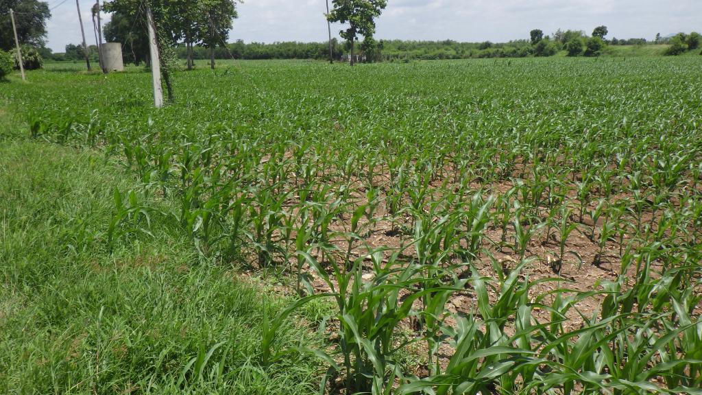 post-173146-0-25106000-1466950803_thumb.