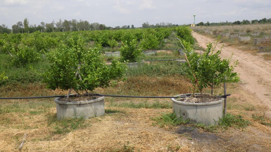 post-173146-0-72800200-1466608361_thumb.