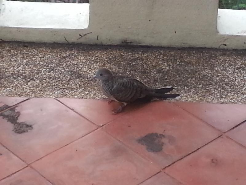 post-19652-0-74130200-1465654216_thumb.j