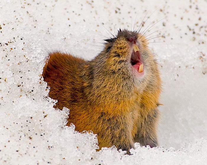 post-206952-0-12228200-1465483350_thumb.