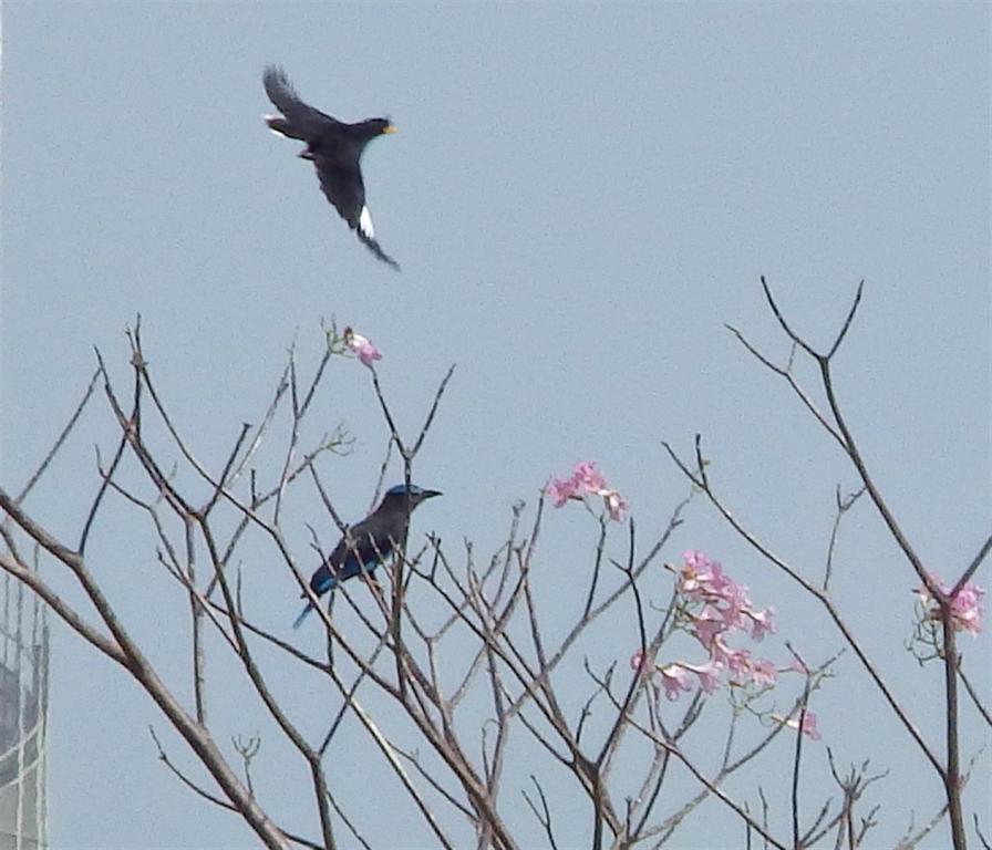 post-216783-0-54855900-1466680963_thumb.