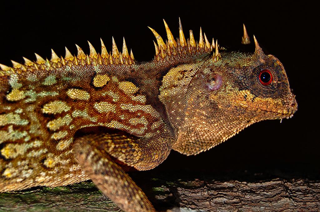 post-228573-0-29763100-1466254568_thumb.