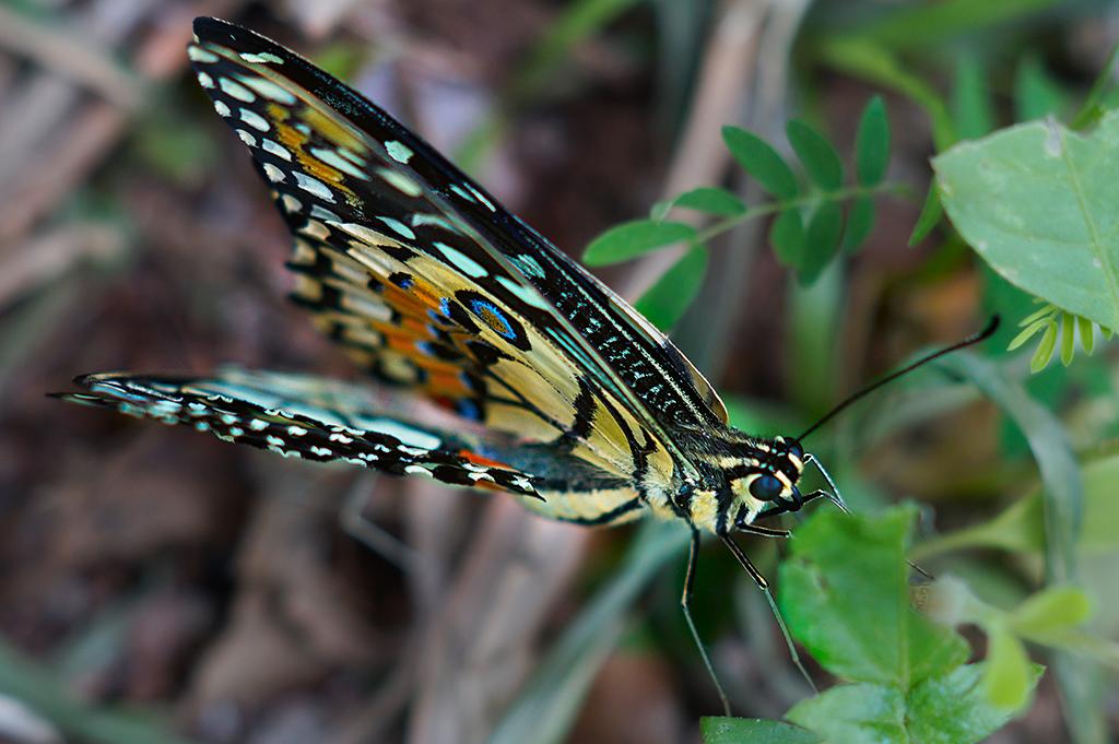 post-228573-0-73234600-1466079544_thumb.