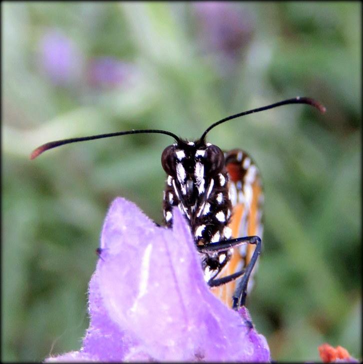 post-231841-0-14541600-1466776120_thumb.